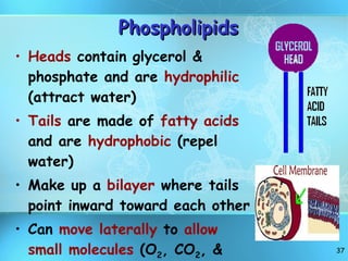 Phospholipids Heads  contain glycerol & phosphate and are  hydrophilic  (attract water) Tails  are made of  fatty acids  and are  hydrophobic  (repel water) Make up a  bilayer  where tails point inward toward each other Can  move laterally  to  allow small molecules  (O 2 , CO 2 , & H 2 O to enter) 