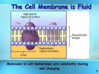 The Cell Membrane is Fluid Molecules in cell membranes are constantly moving and changing 