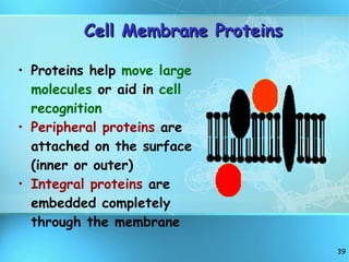 Cell Membrane Proteins Proteins help  move large molecules  or aid in  cell recognition Peripheral proteins  are attached on the surface (inner or outer) Integral proteins  are embedded completely through the membrane 