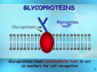 Recognize “self” GLYCOPROTEINS Glycoproteins have  carbohydrate tails  to act as markers for cell recognition 