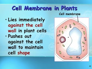 Cell Membrane in Plants Lies immediately  against the cell wall  in plant cells Pushes out against the cell wall to maintain cell  shape Cell membrane 