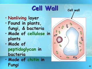 Cell Wall Nonliving  layer Found in plants, fungi, & bacteria Made of  cellulose  in plants Made of  peptidoglycan  in bacteria Made of  chitin  in Fungi Cell wall 