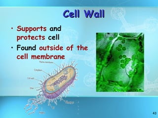 Cell Wall Supports  and  protects  cell Found  outside of the cell membrane 