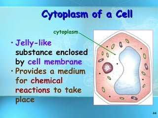Cytoplasm of a Cell  Jelly-like  substance enclosed   by  cell membrane Provides a medium for  chemical reactions  to take place cytoplasm 