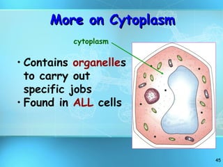 More on Cytoplasm Contains  organelle s to carry out specific jobs Found in  ALL  cells cytoplasm 