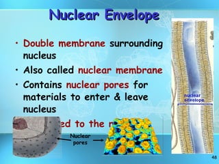 Nuclear Envelope Double membrane  surrounding nucleus Also called  nuclear membrane Contains  nuclear pores  for materials to enter & leave nucleus Connected to the rough ER Nuclear pores 