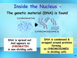Inside the Nucleus - The genetic material (DNA) is found DNA is spread out  And appears as  CHROMATIN in non-dividing cells DNA is condensed & wrapped around proteins forming  as CHROMOSOMES  in dividing cells 