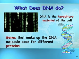 What Does DNA do? DNA is the  hereditary material  of the cell Genes  that make up the DNA molecule code for different  proteins 