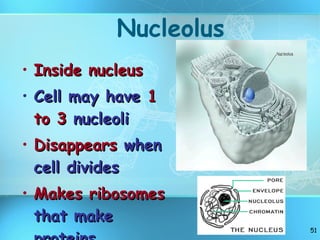 Nucleolus Inside nucleus Cell may have  1 to 3  nucleoli Disappears  when cell divides Makes ribosomes  that make proteins 