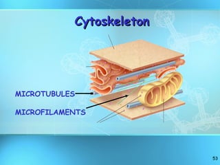 Cytoskeleton MICROTUBULES MICROFILAMENTS 