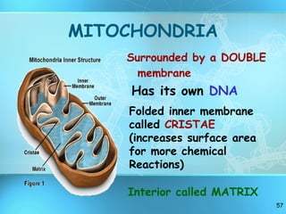 MITOCHONDRIA Surrounded by a DOUBLE membrane Folded inner membrane called  CRISTAE  (increases surface area for more chemical  Reactions) Has its own  DNA Interior called MATRIX 