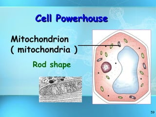 Cell Powerhouse Rod shape Mitochondrion ( mitochondria ) 