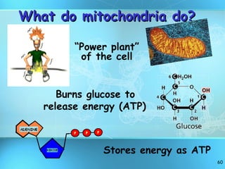 What do mitochondria do? Burns glucose to  release energy (ATP)  Stores energy as ATP “ Power plant” of the cell 