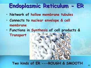 Endoplasmic Reticulum - ER Network of  hollow membrane tubules Connects to  nuclear envelope & cell membrane Functions in  Synthesis  of cell products &  Transport Two kinds of ER ---ROUGH & SMOOTH 
