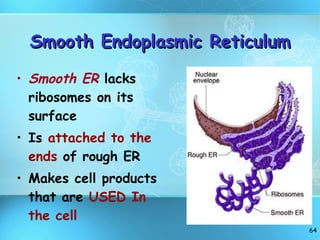 Smooth Endoplasmic Reticulum Smooth ER   lacks ribosomes on its surface Is  attached to the ends  of rough ER Makes cell products that are  USED In the cell 