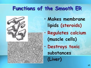 Functions of the Smooth ER Makes membrane lipids  (steroids) Regulates calcium  (muscle cells) Destroys toxic  substances (Liver) 
