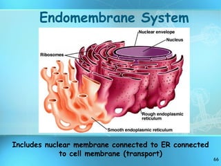 Endomembrane System Includes nuclear membrane connected to ER connected to cell membrane (transport) 