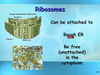 Ribosomes Can be attached to  Rough ER OR Be free (unattached) in the cytoplasm 