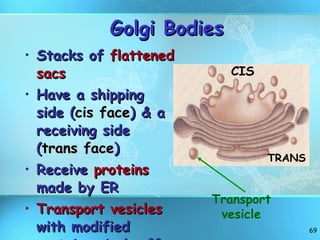 Golgi Bodies Stacks of  flattened sacs Have a shipping side ( cis face ) & a receiving side ( trans face ) Receive  proteins  made by ER Transport vesicles  with modified proteins pinch off the ends Transport vesicle CIS TRANS 