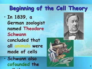 Beginning of the Cell Theory In 1839, a German zoologist named  Theodore Schwann  concluded that all  animals  were made of cells Schwann also  cofounded  the cell theory 