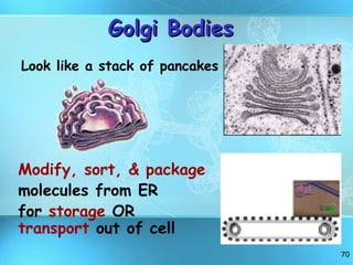 Golgi Bodies Look like a stack of pancakes Modify, sort, & package molecules from ER for  storage  OR  transport  out of cell 