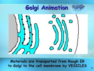 Golgi Animation Materials are transported from Rough ER to Golgi to the cell membrane by VESICLES 