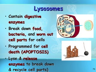 Lysosomes Contain  digestive enzymes Break down  food, bacteria,  and  worn out cell parts  for cells  Programmed for  cell death (APOPTOSIS) Lyse &  release enzymes  to break down & recycle cell parts) 