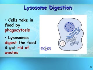 Lysosome Digestion Cells take in food by  phagocytosis Lysosomes  digest  the food & get  rid of wastes 