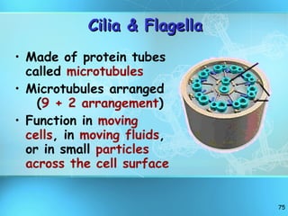Cilia & Flagella Made of protein tubes called  microtubules   Microtubules arranged  ( 9 + 2 arrangement ) Function in  moving cells , in  moving fluids , or in small  particles across the cell surface   