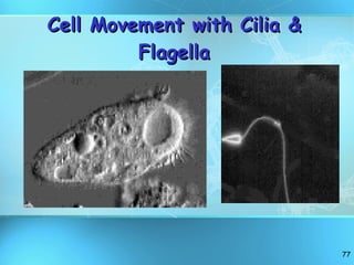 Cell Movement with Cilia & Flagella 