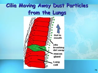 Cilia Moving Away Dust Particles from the Lungs 