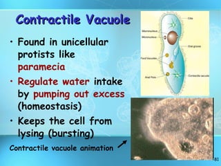 Contractile Vacuole Found in unicellular protists like  paramecia Regulate water  intake by  pumping out excess  (homeostasis) Keeps the cell from lysing (bursting) Contractile vacuole animation 