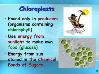 Chloroplasts Found only in  producers  (organisms containing  chlorophyll ) Use  energy from sunlight  to make own  food (glucose) Energy from sun stored in the  Chemical Bonds of Sugars 