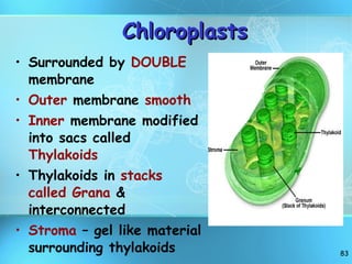Chloroplasts Surrounded by  DOUBLE  membrane Outer  membrane  smooth Inner  membrane modified into sacs called  Thylakoids Thylakoids in  stacks called Grana  & interconnected Stroma  – gel like material surrounding thylakoids 