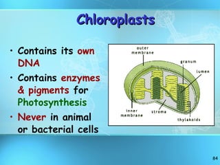 Chloroplasts Contains its  own DNA Contains  enzymes & pigments  for  Photosynthesis Never  in animal or bacterial cells 