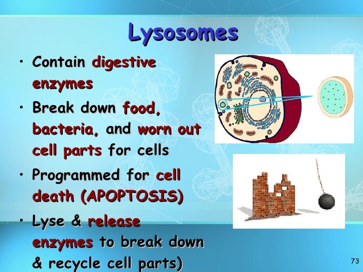 Cell structure revised