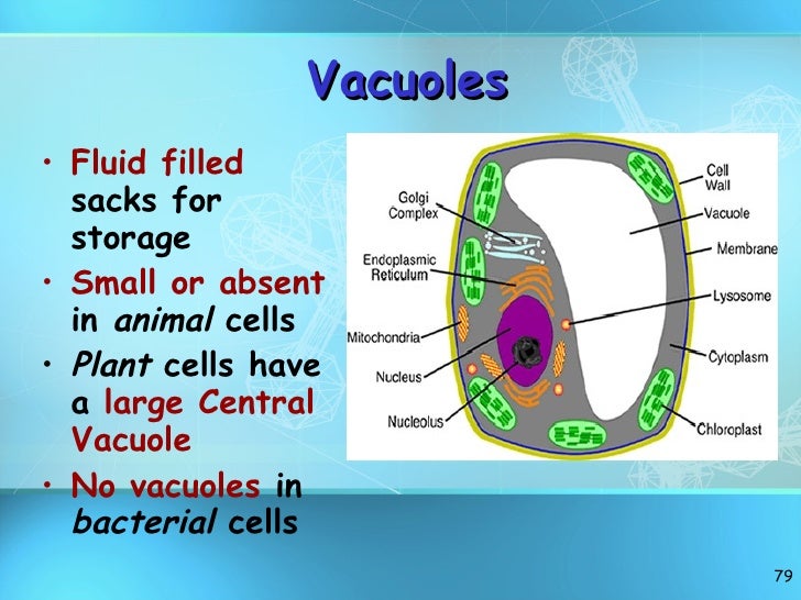 diagram of vacuole cell structure revised diagram of vacuole cell structure revised