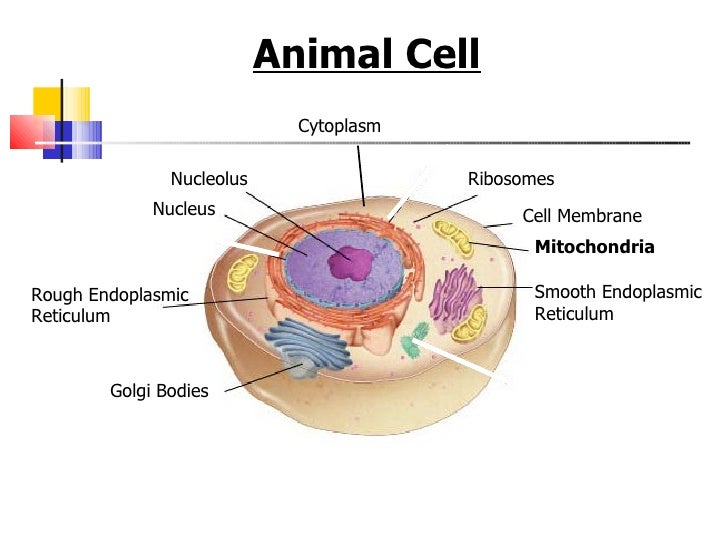 What does the nucleus do in a plant cell?