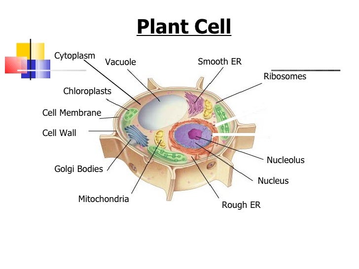 cell membrane coursework Iv membrane transport processes transportation of materials across the cell membrane is determined by the components in the membrane that impart permeability. cell membrane coursework Iv membrane transport processes transportation of materials across the cell membrane is determined by the components in the membrane that impart permeability.