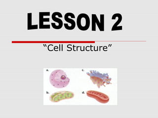 “Cell Structure”
 