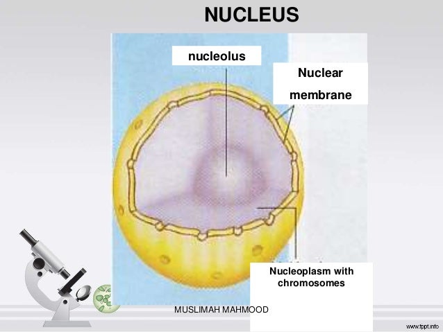 Cell structure