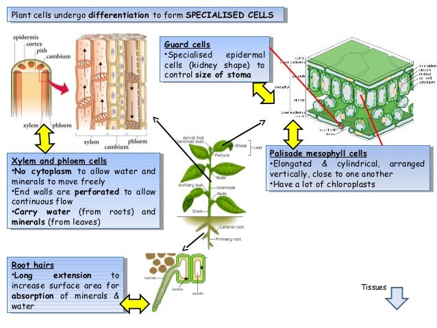 Cell strucure & organisation