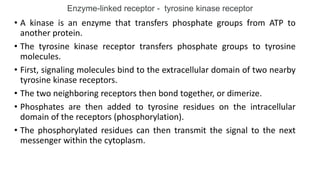 Enzyme-linked receptor - tyrosine kinase receptor
• A kinase is an enzyme that transfers phosphate groups from ATP to
another protein.
• The tyrosine kinase receptor transfers phosphate groups to tyrosine
molecules.
• First, signaling molecules bind to the extracellular domain of two nearby
tyrosine kinase receptors.
• The two neighboring receptors then bond together, or dimerize.
• Phosphates are then added to tyrosine residues on the intracellular
domain of the receptors (phosphorylation).
• The phosphorylated residues can then transmit the signal to the next
messenger within the cytoplasm.
 