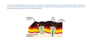 Ion channel-linked receptors open and allow ions to enter a cell. An example of an ion channel-linked receptor is found on
neurons. When neurotransmitters bind to these receptors, a conformational change allows sodium ions to flow across the cell
membrane, causing a change in the membrane potential.
 