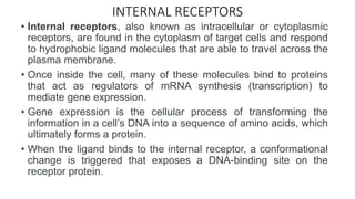 INTERNAL RECEPTORS
• Internal receptors, also known as intracellular or cytoplasmic
receptors, are found in the cytoplasm of target cells and respond
to hydrophobic ligand molecules that are able to travel across the
plasma membrane.
• Once inside the cell, many of these molecules bind to proteins
that act as regulators of mRNA synthesis (transcription) to
mediate gene expression.
• Gene expression is the cellular process of transforming the
information in a cell’s DNA into a sequence of amino acids, which
ultimately forms a protein.
• When the ligand binds to the internal receptor, a conformational
change is triggered that exposes a DNA-binding site on the
receptor protein.
 