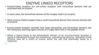 ENZYME LINKED RECEPTORS
• Enzyme-linked receptors are cell-surface receptors with intracellular domains that are
associated with an enzyme.
• In some cases, the intracellular domain of the receptor itself is an enzyme.
• Other enzyme-linked receptors have a small intracellular domain that interacts directly with
an enzyme.
• Enzyme-linked receptors normally have large extracellular and intracellular domains, but
the membrane-spanning region consists of a single alpha-helix in the peptide strand.
• When a ligand binds to the extracellular domain of an enzyme-linked receptor, a
signal is transferred through the membrane, activating the enzyme. Activation of the
enzyme sets off a chain of events within the cell that eventually leads to a
response.
•
 