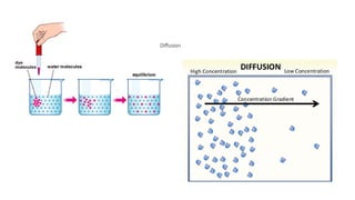 A level Biology Cell surface membrane and transport.pptx