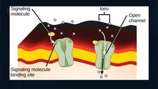 Cell Surface Receptor & internal Receptor.pptx