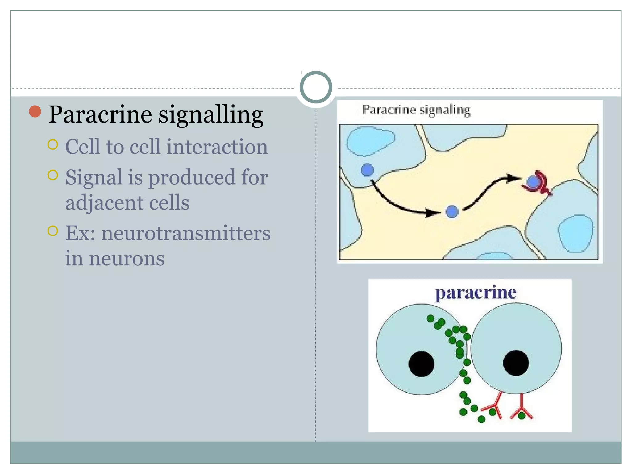 Paracrine signalling
 Cell to cell interaction
 Signal is produced for
adjacent cells
 Ex: neurotransmitters
in neurons
 