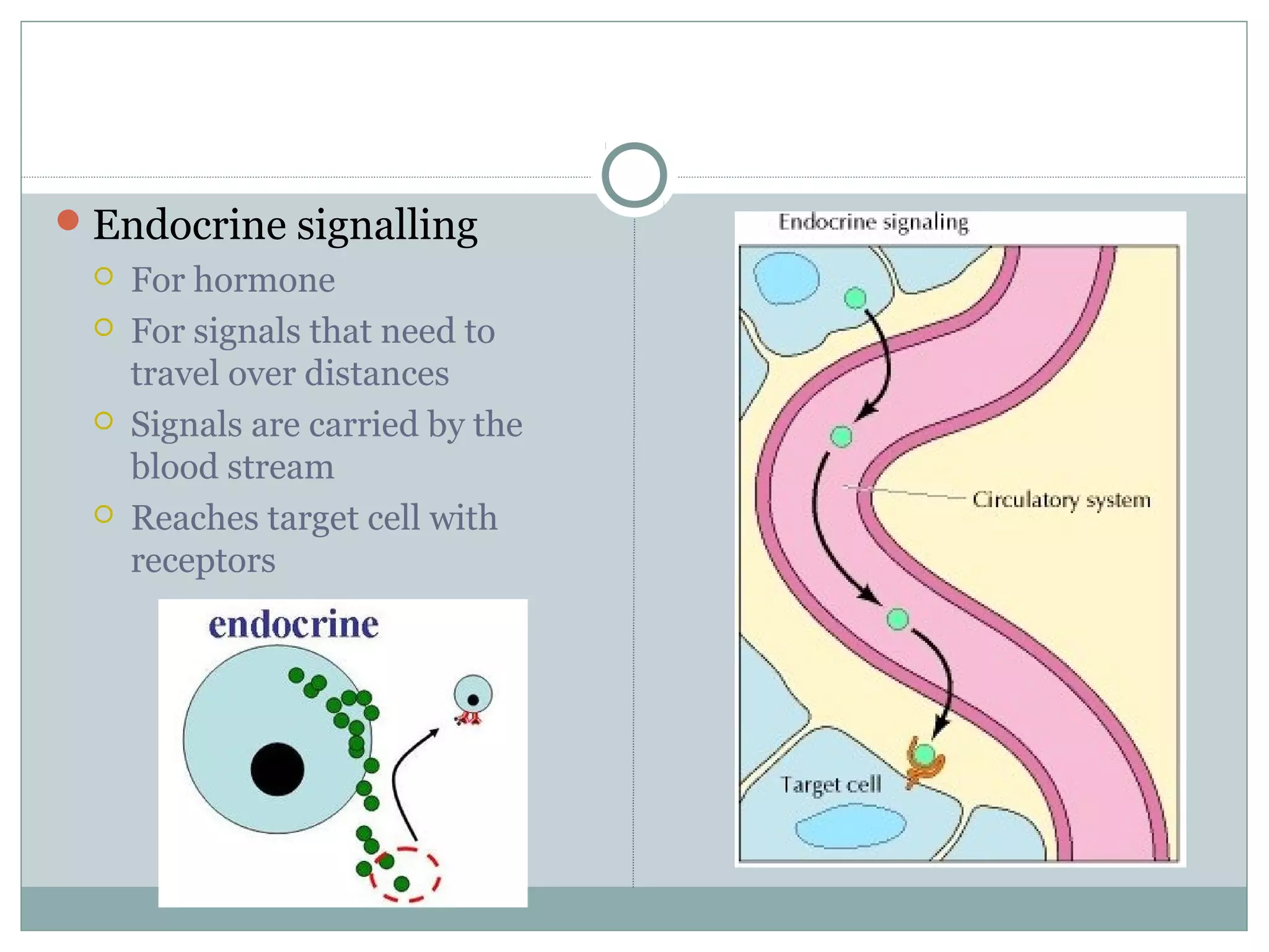 Endocrine signalling
 For hormone
 For signals that need to
travel over distances
 Signals are carried by the
blood stream
 Reaches target cell with
receptors
 